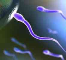 Агрегиране на сперматозоидите