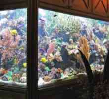 Аксесоари за аквариум