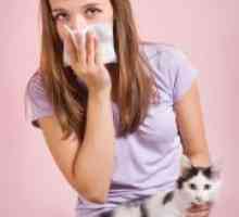 Алергия към котки - Симптоми