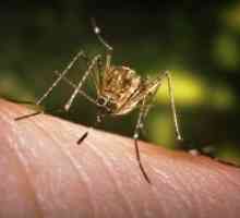Алергия към ухапване от комари