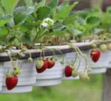 Ampelnye ягоди - отглеждане и грижа