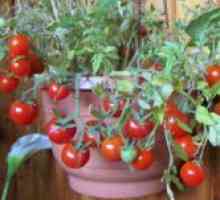 Ampelnye домати