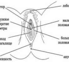 Анатомия на женските полови органи