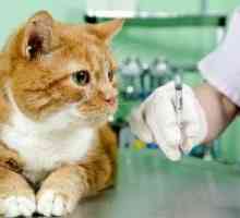 Антибиотици за Котки