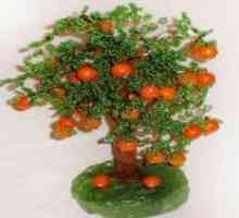 Orange Tree топчета