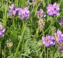 Astragalus - лечебни свойства