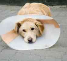 Атопичен дерматит при кучета