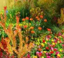 Automnaly - raznotsvete есен градина
