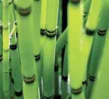 Bamboo легла