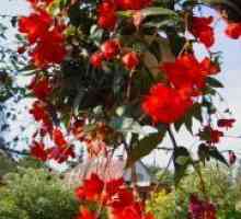 Begonia махмурлук Даунинг - засаждане и грижи