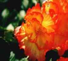 Begonia Garden - засаждане и грижи