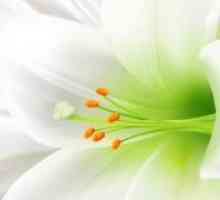 Бялата лилия - цвете лекар