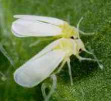 Whitefly на стайните растения - борбата