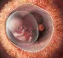 Бременност 10 седмици - Развитие на ембриона