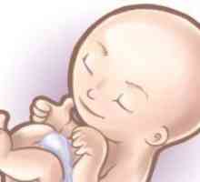 Бременност 13 седмици - Развитие на ембриона
