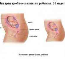 20 Седмица от бременността - развитието на плода