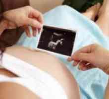 Бременност 26 седмици - Развитие на ембриона