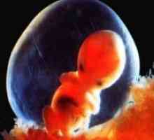 Бременност 7 седмици - Развитие на ембриона