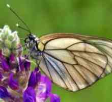 Бяла овощна пеперуда - мерки за контрол
