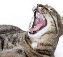 Заболяване на венците при котките
