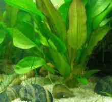 Заболявания на аквариумни растения