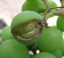 Болести и неприятели на грозде