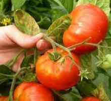 Болест на домати в оранжерия