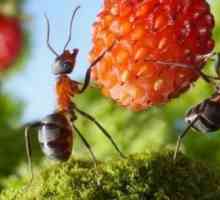 Борба с мравки в градината