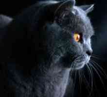 Британската синя котка - описание на породата