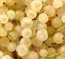 Колко полезна бяло френско грозде?