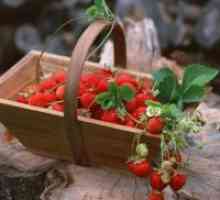 Дивите ягоди е полезна?
