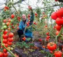 Колкото повече вода доматите да се изчервявам по-бързо?