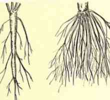 Системата за чешмяна корен е различен от влакнести?