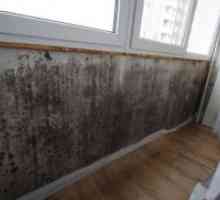 Как да премахнете мухъл от стените в апартамента?