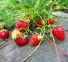 Това могат да бъдат засадени в района, след като ягодите?