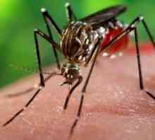 Кой помага на децата от ухапване от комар?