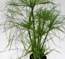 Tsiperus - репродукция