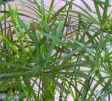 Tsiperus - съвети сухи листа