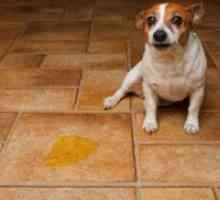 Циститът в Кучета - симптоми и лечение