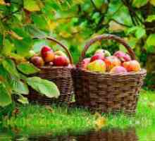 Cobiralas ябълки - мечта книга