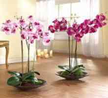 Цъфтящи орхидеи у дома