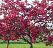 Декоративни ябълково дърво с червени листа
