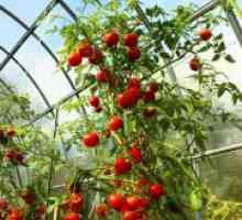Определими и неопределими сортове домати