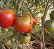 Определен сорт домати