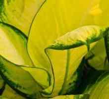 Dieffenbachia - жълти листа