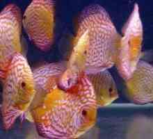 Discus - съвместимост с други риби