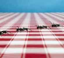 Домакински мравки - причините за явлението