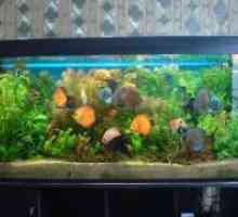 Долната филтър аквариум