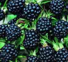 Blackberry градина - засаждане и грижи