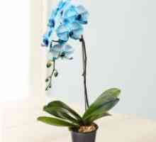 Как да поливам орхидея Phalaenopsis?